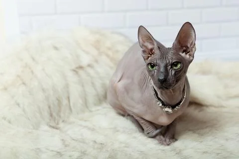 Horizontal background with Donsphinx cat in collar Stock Photos