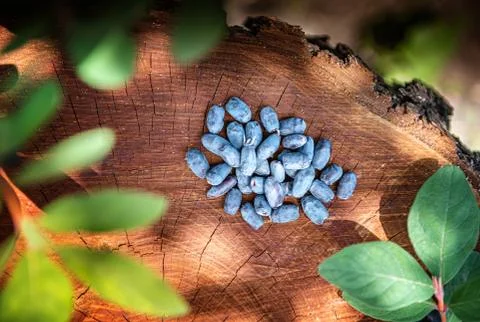 Horizontal background with honeysuckle berries Stock Photos