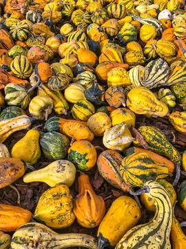 Horizontal background with a multitude of pumpkins of various shapes and colo Foto stock