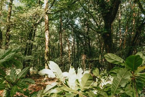 Horizontal background with trees and leaves with a lot of copy space Stock Photos