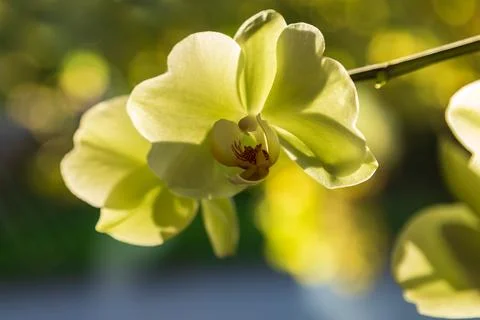 Horizontal backlit closeup of pretty yellow orchid flowers Stock Photos