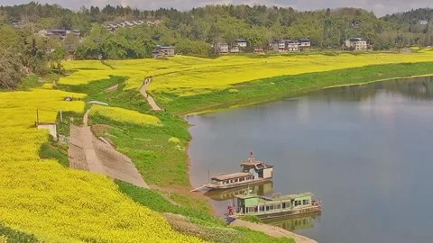 Horizontal Backlit Golden Hour Drone Glide over Yellow Flowers and Crossing Stock Footage 331685935