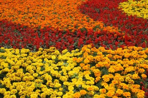 Horizontal bed of flowers Foto stock
