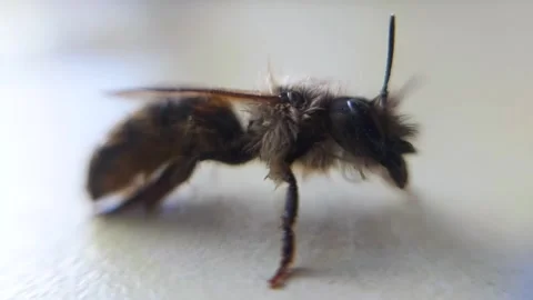Horizontal Bee Stock Footage 240673399