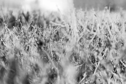 Horizontal black and white dramatic branches with bokeh backdrop Stock-Fotos