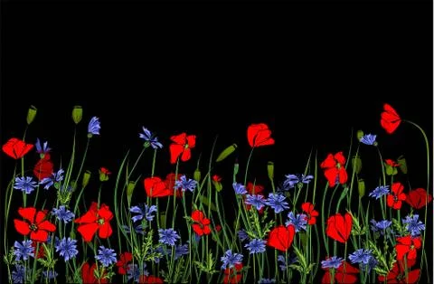 Horizontal border with field flowers isolated on white. Vector illustration.  Stock Illustration