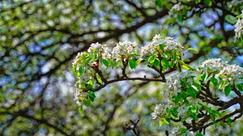 Horizontal branch of blooming pear tree in spring Video stock 333149373