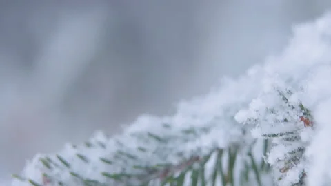 Horizontal branch of a fir-tree in the winter forest Stock Footage 100019547