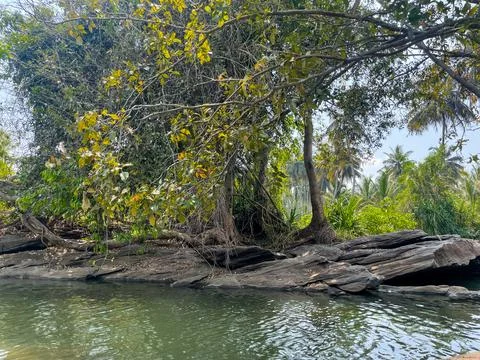 A horizontal branch of a tree with trees on it in middle of a river Stock Photos