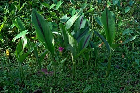 , horizontal bunch of tuber fruit trees growing in fertile tropical soil Stock Photos