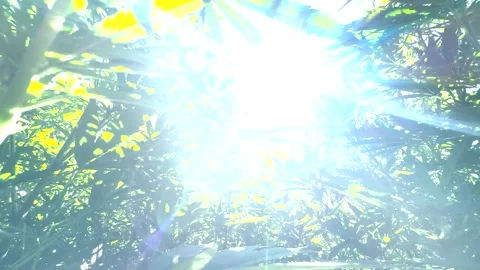 Horizontal Camera Pan Across Hemp Plants with Sunlight Stock Footage 316906082