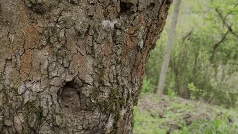 Horizontal close-up of a ancient tree trunk Stock Footage 334296919