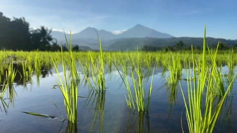 Horizontal close up of Bali rice seedlings with mountains Stock Footage 337805677