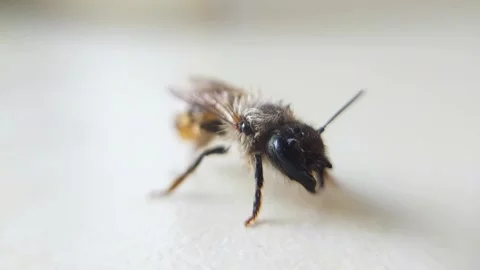 Horizontal Close up Bee Stock Footage 240673397