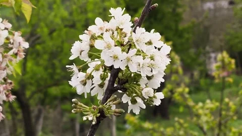 Horizontal close-up of a blossoming cherry branch Stock-Footage 334296725