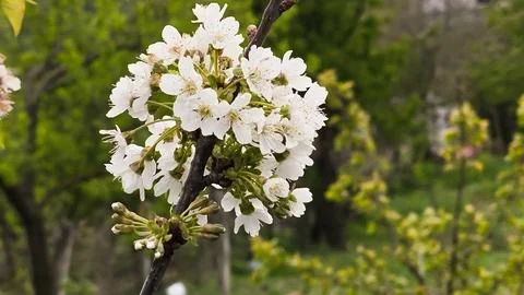 Horizontal close-up of a blossoming cherry branch Stock Photos
