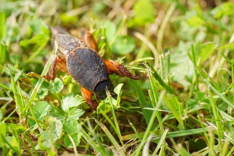 Horizontal Close Up of a Brown Mole Cricket Crawling in Green Grass Stock Photos