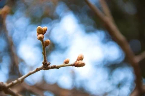 ​Horizontal Close-up of Brown Tree Buds on Bare Branch in Early Spring Fotos de archivo