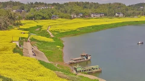 Horizontal Close-up Drone Shot of Yellow Canola Flowers and Boat Reflected i Stock Footage 331685986