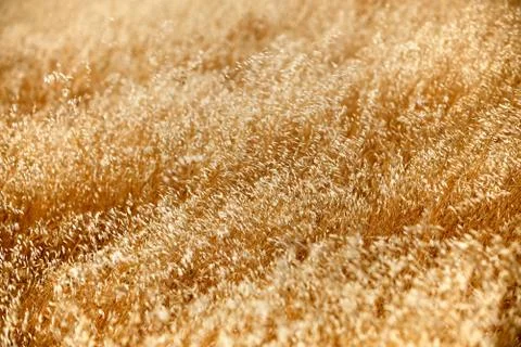 Horizontal close up of dry tall grass Stock Photos