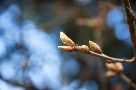 Horizontal Close-up of Emerging Tree Buds with Soft Blue Bokeh Fotos de archivo