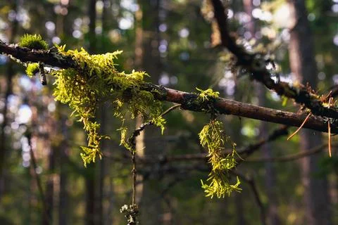 Horizontal Close Up of a Forest Branch Draped in Hanging Moss Stock Photos