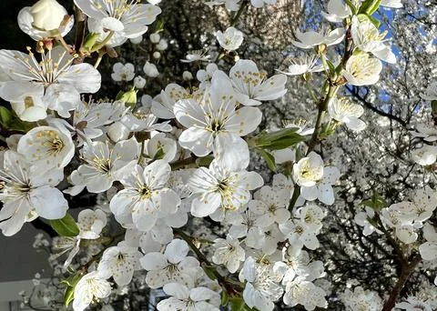 Horizontal close-up of a fruit tree in full spring bloom with dense white Stock Photos