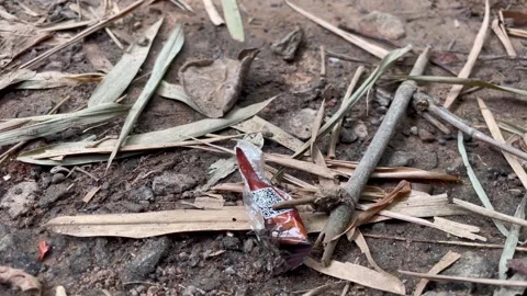 Horizontal Close Up of Human Waste and Rubbish Affecting Forest Ecology. Stock Footage 344805712