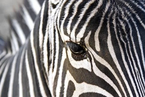 Horizontal close up image of a zebra Stock Photos