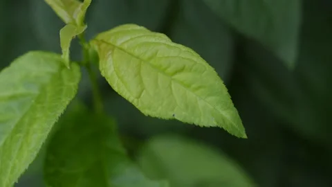 Horizontal close-up macro green leaf plant in a nature background Video stock 198837817