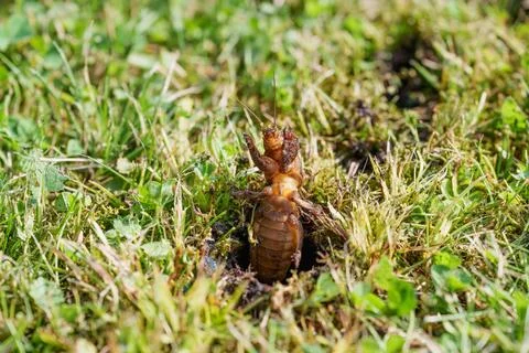 Horizontal Close Up of a Mole Cricket Emerging from a Hole in a Lawn. Fotos de archivo