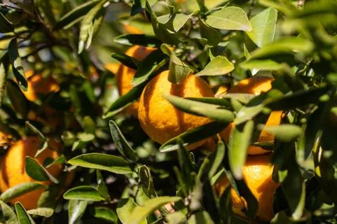 Horizontal close-up of orange tree with green leaves and fresh fruits. Stock Photos