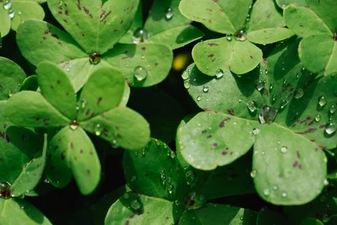 Horizontal close up overhead view of green oxalis leaves covered with clear.. Stock Photos