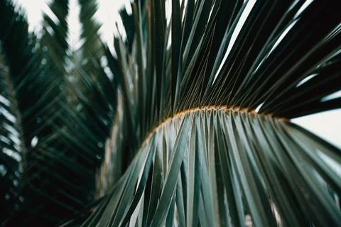Horizontal close up of a palm tree with copy space during a bright day Foto stock