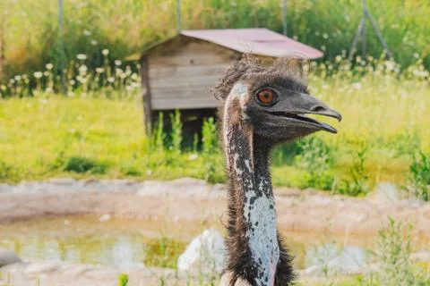 Horizontal close-up profile view of a funny emu bird with an open beak and br Stock Photos