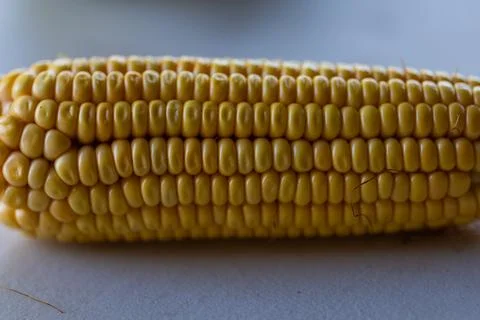 Horizontal Close-up of Raw Corn on the Cob Kernel Texture Stock Photos