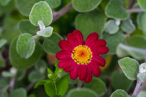 Horizontal Close Up of a Red Daisy Flower Among Silvery Green Leaves Stock Photos
