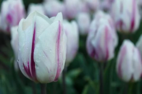 Horizontal close-up of single marbled white tulip Stock Photos