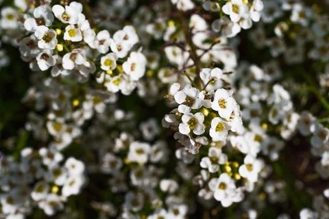 Horizontal Close Up of Small White Alyssum Flowers in Sunlight Stock Photos