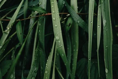 Horizontal close up of some green plants in the forest with rain drops over.. Stock Photos