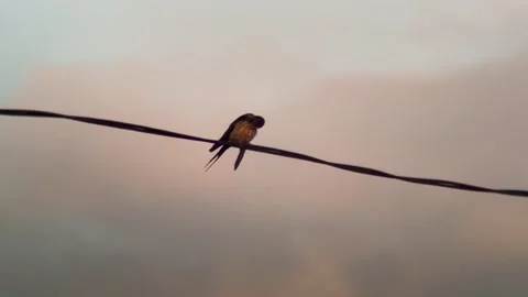 Horizontal Close Up of a Swallow Perched on a Wire in Bali Stock Footage 340141985
