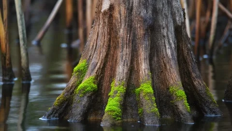 A horizontal close-up of the textured, gnarled bark of a cypress or mangrove Stock Footage 322075691