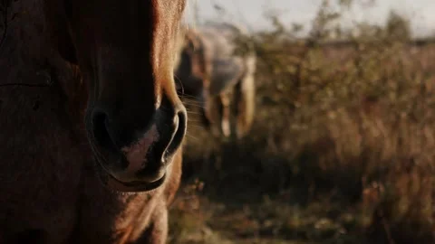 Horizontal close-up video of a horse muzzle in a meadow at sunrise Vídeos de archivo 347981747