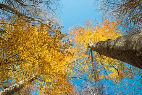 Horizontal close view of a beech trunk and golden autumn foliage Stock Photos