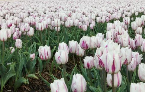 Horizontal close-up of white tulips with subtle purple details Stock Photos
