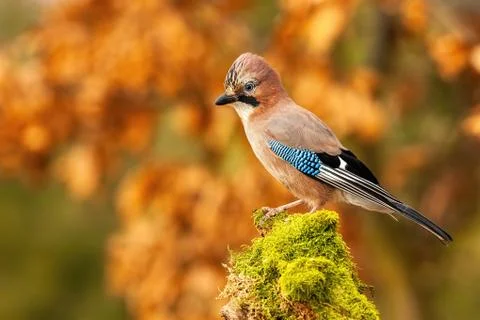 Horizontal composition of Eurasian jay sitting on trunk with copy space Stock Photos