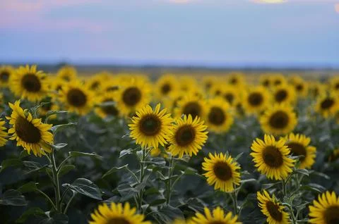 Horizontal composition of sunflower field at sunset, with warm golden light.. Stock Photos