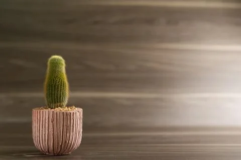 Horizontal cylindrical cactus in the bottom left corner on a wooden floor Stock Photos