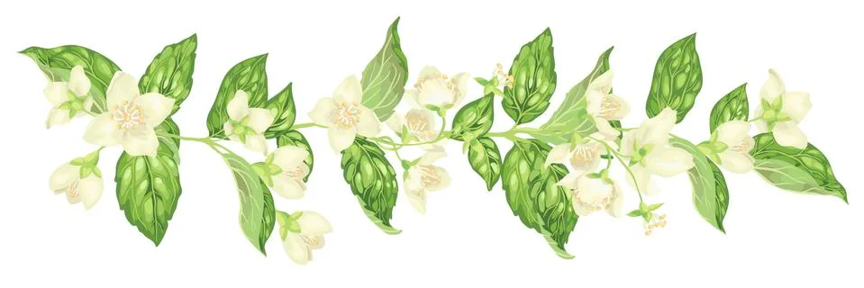 Horizontal decor elements with jasmine flowers bloom branches in realistic gr 스톡 일러스트