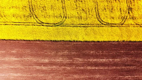 Horizontal divide of brown earth and yellow canola field Stock Footage 333840517